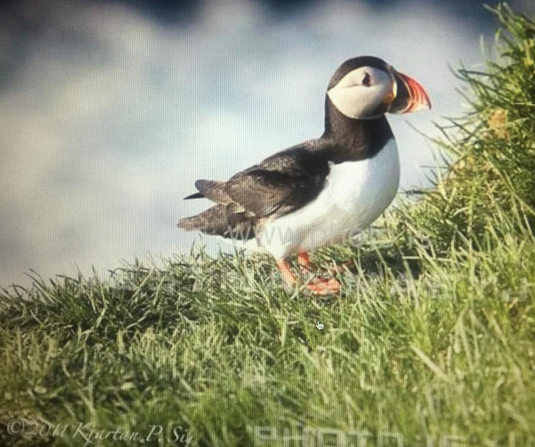 Puffin Nest Capsule Hostel Вестманнаэйяр Экстерьер фото